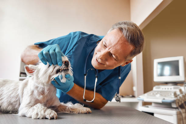 Best Emergency Dentist for Lost Fillings or Crowns in Bluewell, WV